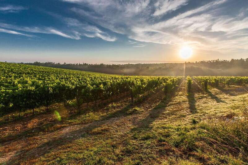 Basic Wine Route: Guadalupe Valley, Baja California - An In-Depth Look at the Guadalupe Valley Wine Tour