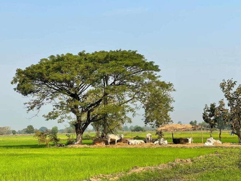 Battambang: Bamboo Train, Bat Cave and Killing Cave Tour - The Bamboo Train: A Fun and Quirky Ride