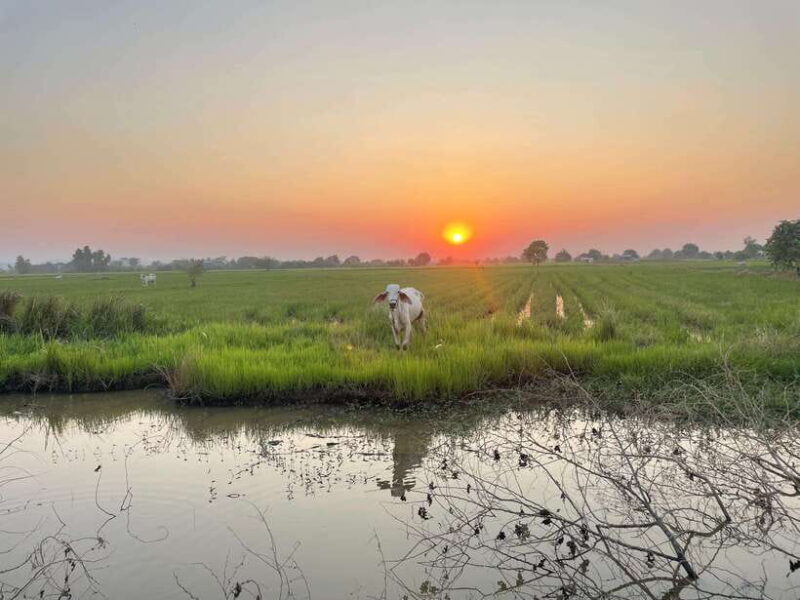 Battambang: Bamboo Train, Bat Cave and Killing Cave Tour - Visiting the Killing Cave and Bat Cave