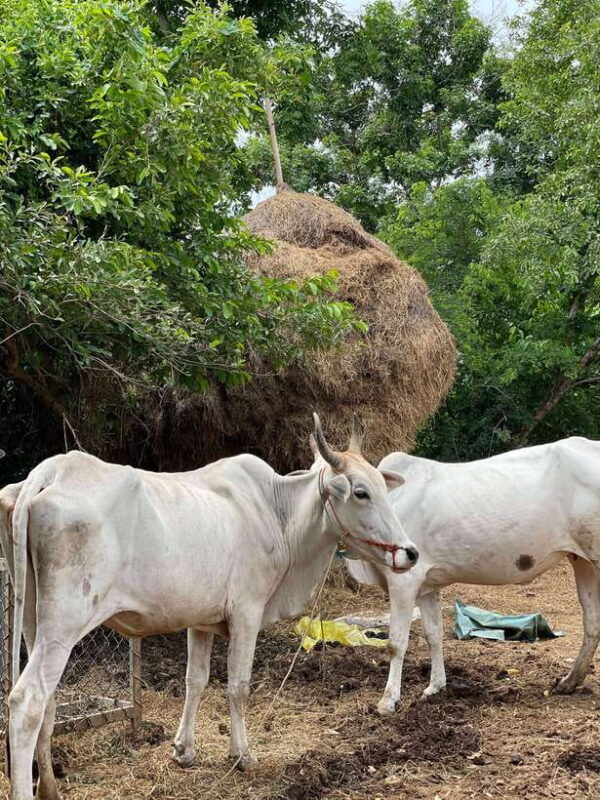 Battambang: Bamboo Train, Bat Cave and Killing Cave Tour - Practical Details and Value