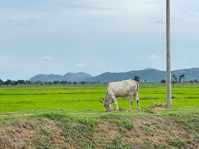 Battambang: Bamboo Train, Bat Cave and Killing Cave Tour - The Sum Up