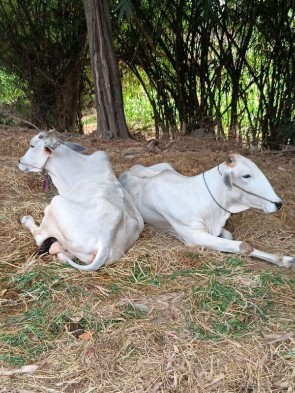 Battambang One Day & Half Tour - Key Points