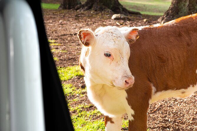 Bauntis Farm and Industry Tour in Norfolk Island - Who Will Enjoy This Tour?