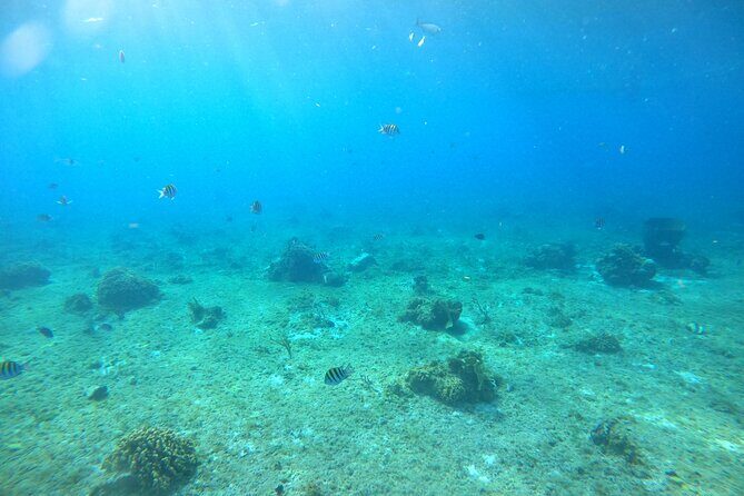 Bavarian Fiesta Snorkel Activity in Glass Bottom Boat at San Miguel de Cozumel - A Closer Look at the Tour Itinerary