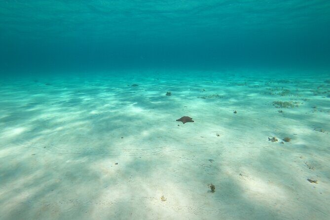Bavarian Fiesta Snorkel Activity in Glass Bottom Boat at San Miguel de Cozumel - The Overall Experience and What Travelers Say