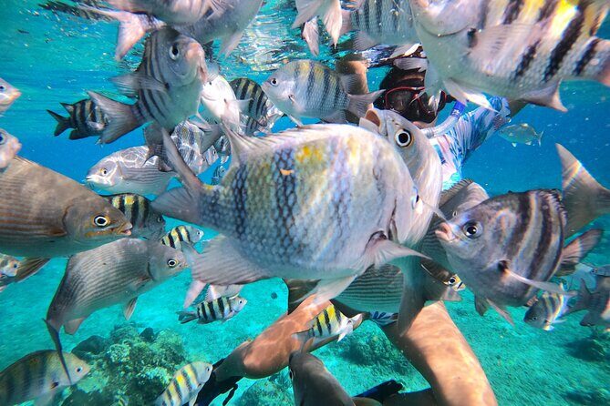 Bavarian Fiesta Snorkel Activity in Glass Bottom Boat at San Miguel de Cozumel - Value for Money