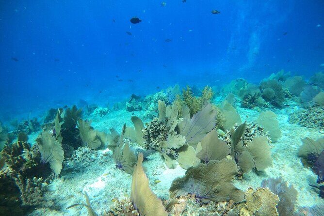 Bavarian Fiesta Snorkel Activity in Glass Bottom Boat at San Miguel de Cozumel - The Sum Up