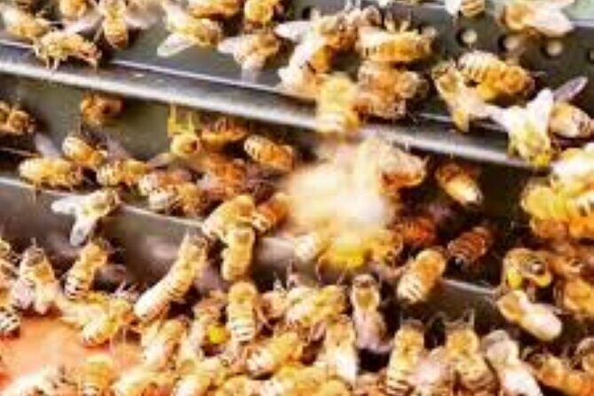 Bay of Islands - Explorer Tour - Sweet Experiences at Bay of Islands Honey Shop and Makana Chocolate Factory