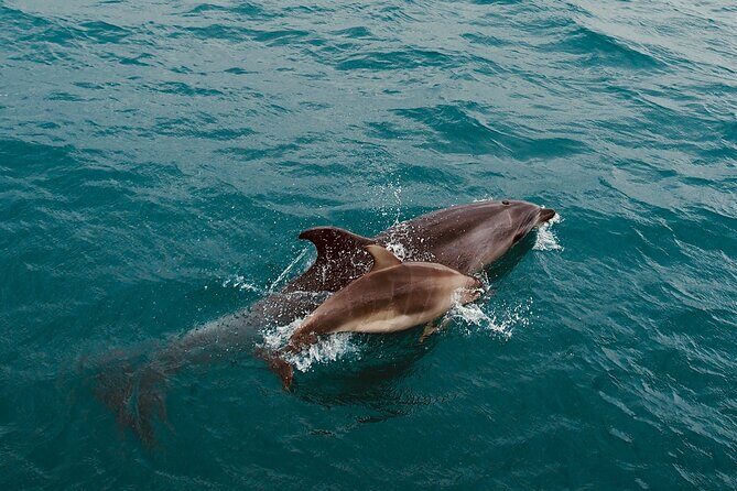 Bay of Islands Hole in the Rock Cruise Day Tour - A Deeper Look at the Itinerary