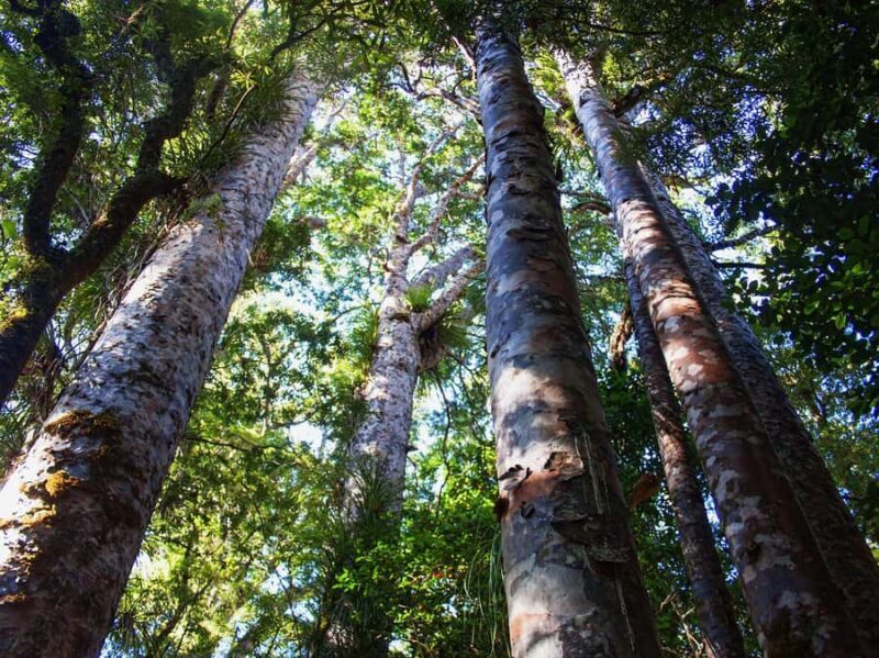 Bay of Islands: Puketi Kauri Forest Guided Tour - Key Points