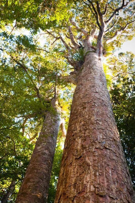 Bay of Islands: Puketi Kauri Forest Guided Tour - A Natural Gem: The Puketi Kauri Forest