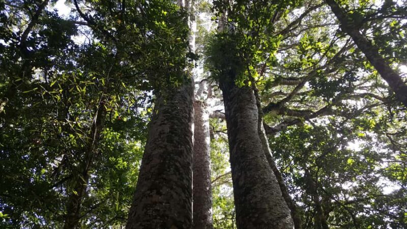 Bay of Islands: Puketi Kauri Forest Guided Tour - What to Expect on the Tour