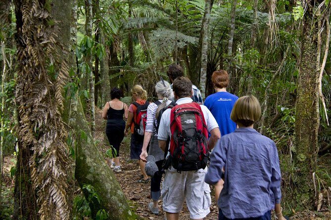 Bay of Islands Shore Excursion: Puketi Rainforest Guided Walk - An In-Depth Look at the Puketi Rainforest Tour