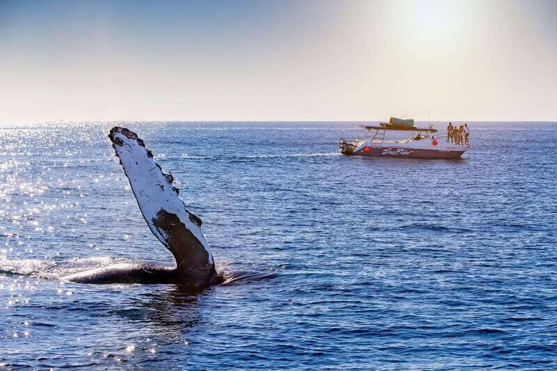 Bay trip and the Arch of Cabo San Lucas - Key Points