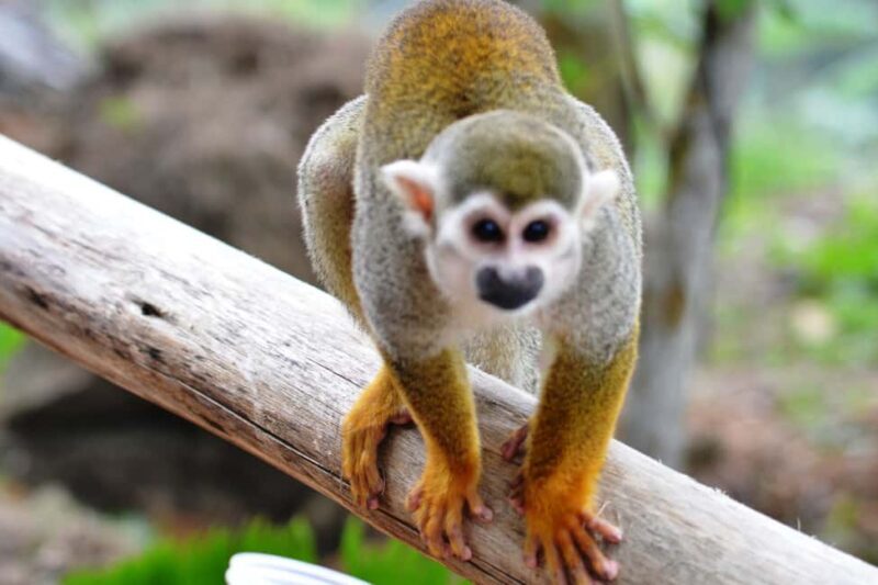 Bayahibe/La Romana: 4x4 Buggy and Monkeyland Tour - Who Will Love This Tour?