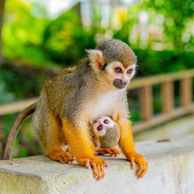 Bayahibe/La Romana: 4x4 Buggy and Monkeyland Tour - The Sum Up