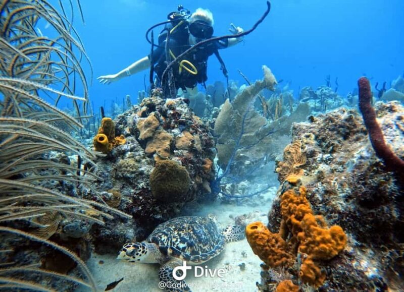Bayahibe: Scuba Diving Initiation by Go Dive Bayahibe - An Authentic Introduction to the Underwater World