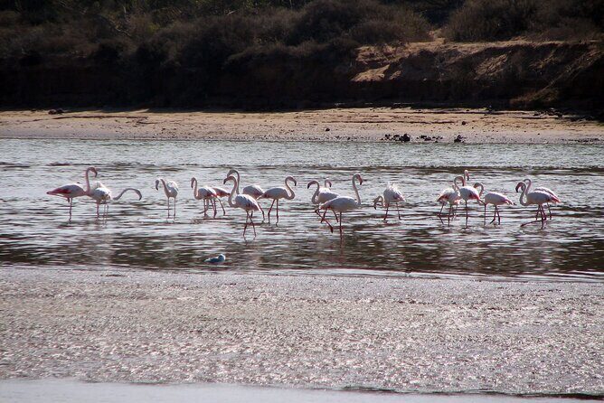 BBQ Sunset Camel Riding By the Flamingo River - Considerations for Travelers