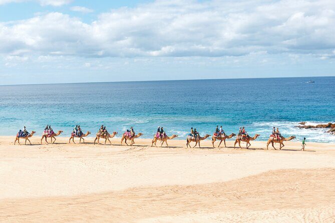 Beach Camel Ride & Encounter in Cabo - What to Expect from the Itinerary