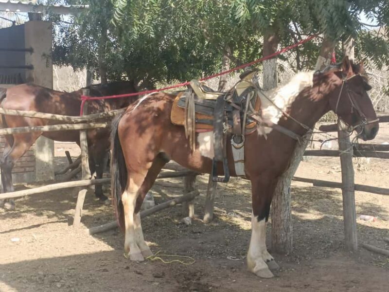 Beach Club All Inclusive: Horse Ride Water Sports Food Drink - Relaxation and Scenic Beauty
