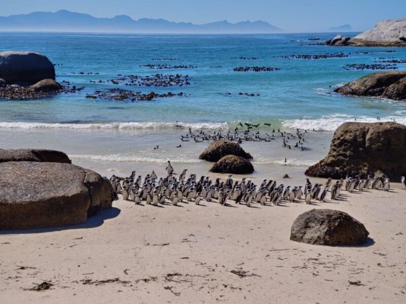 Beach Day at Boulder's Beach & Penguin watching, Half Day - An In-Depth Look at the Itinerary and What to Expect