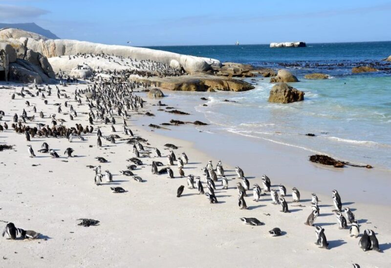 Beach Day at Boulder's Beach & Penguin watching, Half Day - Practical Tips for Travelers