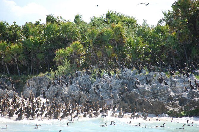 Beach Escape: Isla Contoy and Isla Mujeres with Snorkeling. - Price and Value