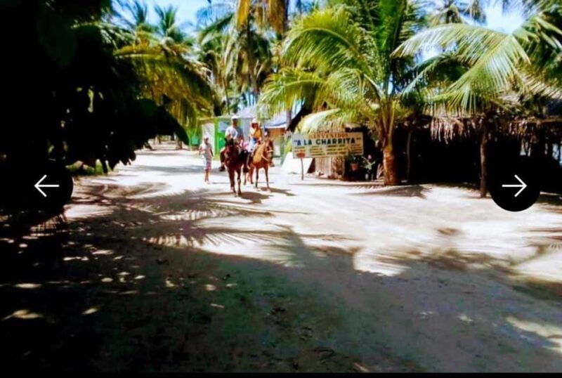 .Beach Horse Riding Turtle Release Crocodile Farm Experience - Is This Tour Worth It?
