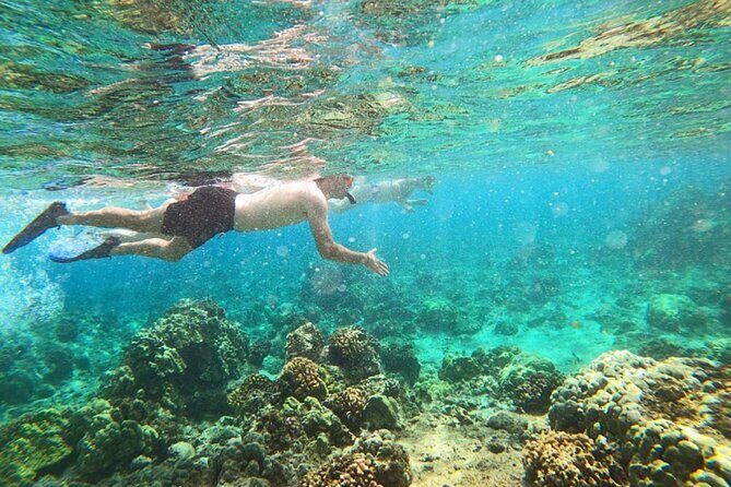 Beach Snorkel - Sea Turtle and Black Sand Lagoon - A Complete Look at the Snorkel Experience