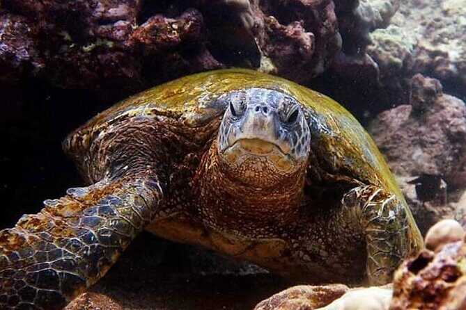 Beach Snorkel - Sea Turtle and Black Sand Lagoon - Considerations Before Booking