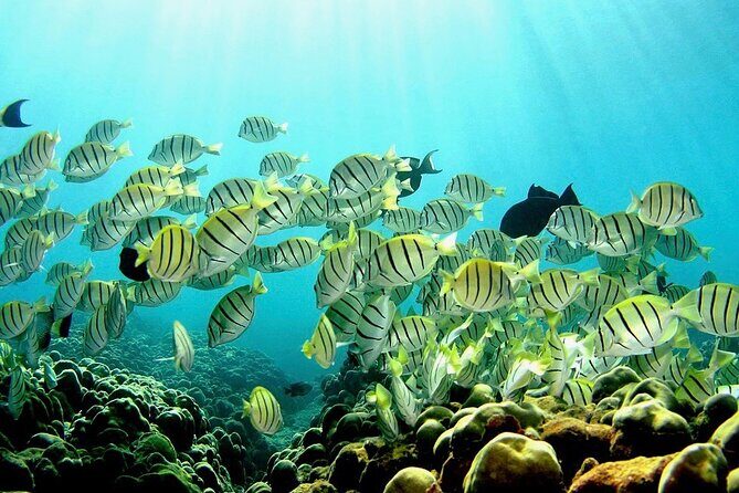 Beach Snorkel - Sea Turtle and Black Sand Lagoon - Frequently Asked Questions (FAQs)