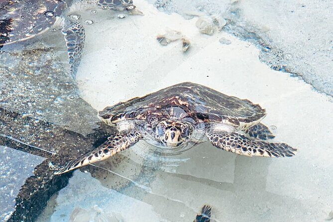 Beachcomber Island Day Trip Fiji's Authentic Island Experience - Practical Details and Considerations