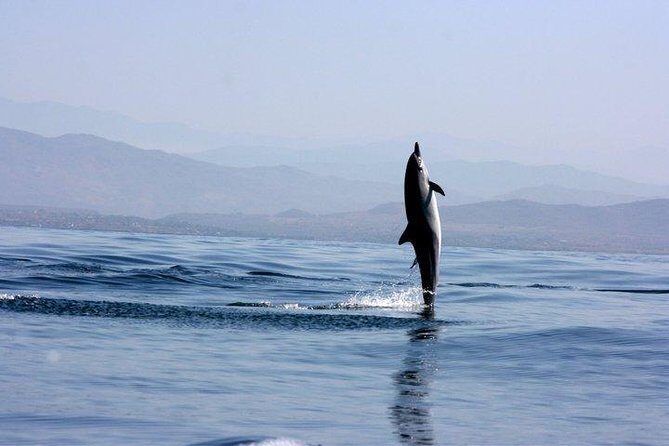 Beaches Dolphins And Viewpoints Discovering The Hidden Port By Sea And Land - Key Points