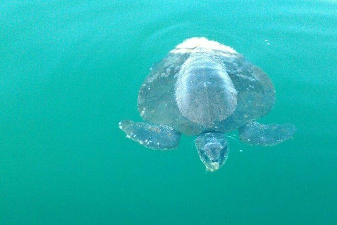 Beaches Dolphins And Viewpoints Discovering The Hidden Port By Sea And Land - An In-Depth Look at the Tour Experience
