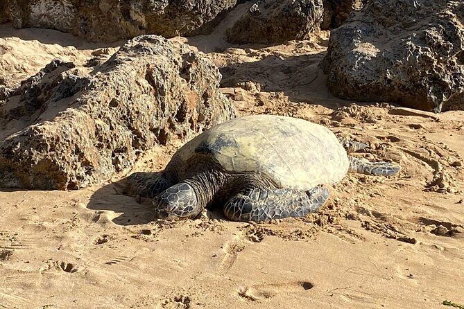 Beaches, Food & Aloha: Private Oahu Tour - Key Points
