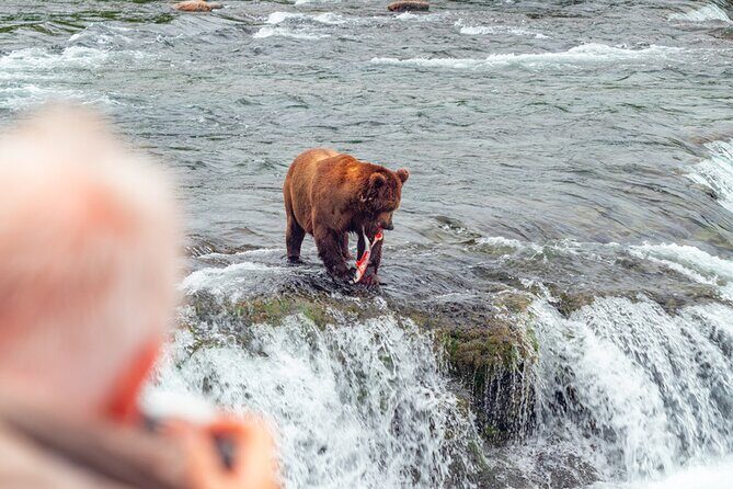 Bear Viewing at Brooks Falls in Katmai National Park - Key Points