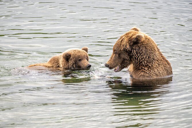 Bear Viewing at Brooks Falls in Katmai National Park - An In-Depth Look at the Tour Experience