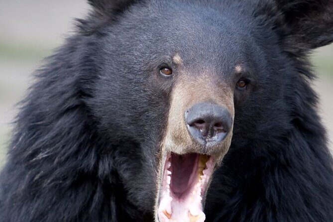 Bears, Totem Poles and Local Beer Alaskan Combo Tour - Introduction: A Well-Balanced Taste of Alaska in a Short Time