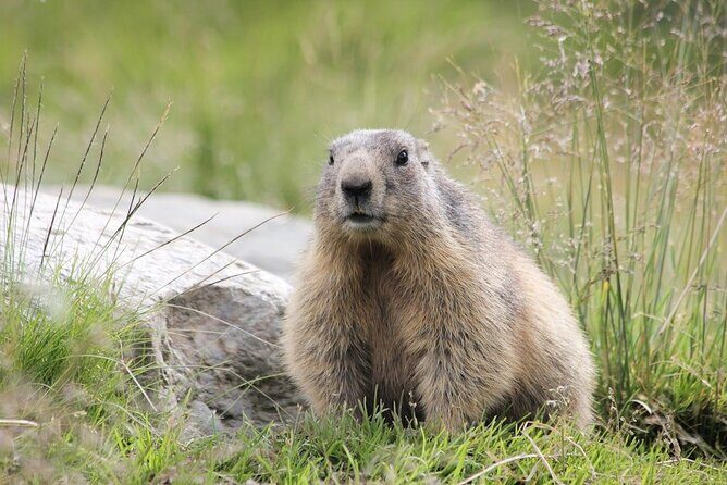 Beartooth Highway Private Half Day Tour - Key Points