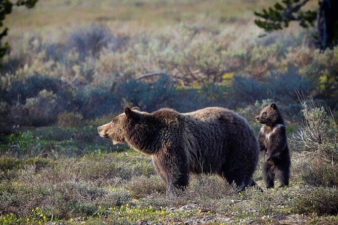 Beartooth Highway Private Half Day Tour - The Value of the Experience