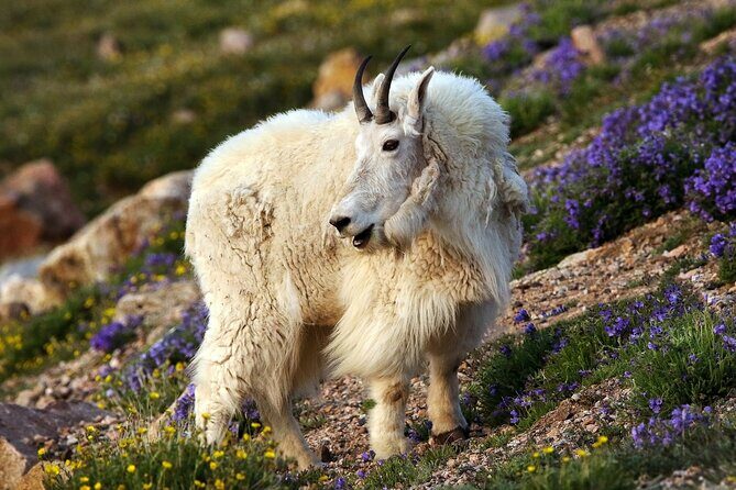 Beartooth Highway Private Half Day Tour - Final Thought