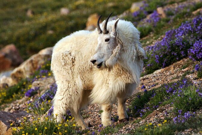 Beartooth Highway Small Group Tour with Wildlife Guide - Key Points