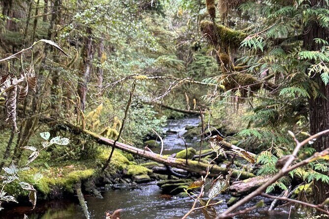 Beautiful Hike on Tongass National Forest's Lunch Creek Trail - Who Will Love This Tour?