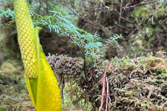 Beautiful Nature Walk On Ketchikan's Ward Creek Trail - The Trail Experience