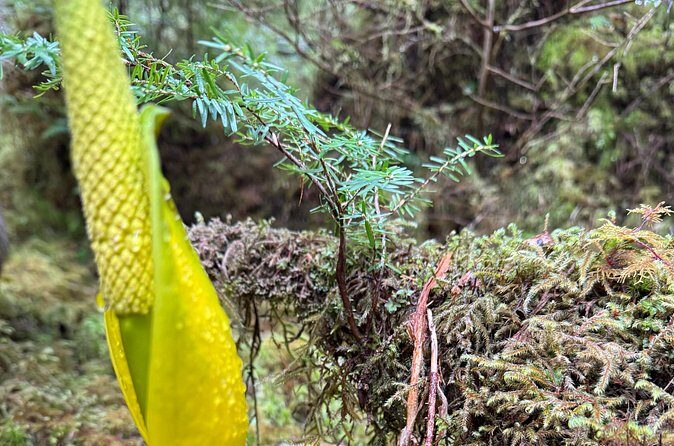 Beautiful Nature Walk On Ketchikan's Ward Creek Trail - The Scenic Highlights