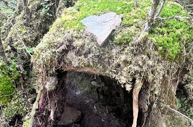 Beautiful Nature Walk On Ketchikan's Ward Creek Trail - Who Will Love This Tour?