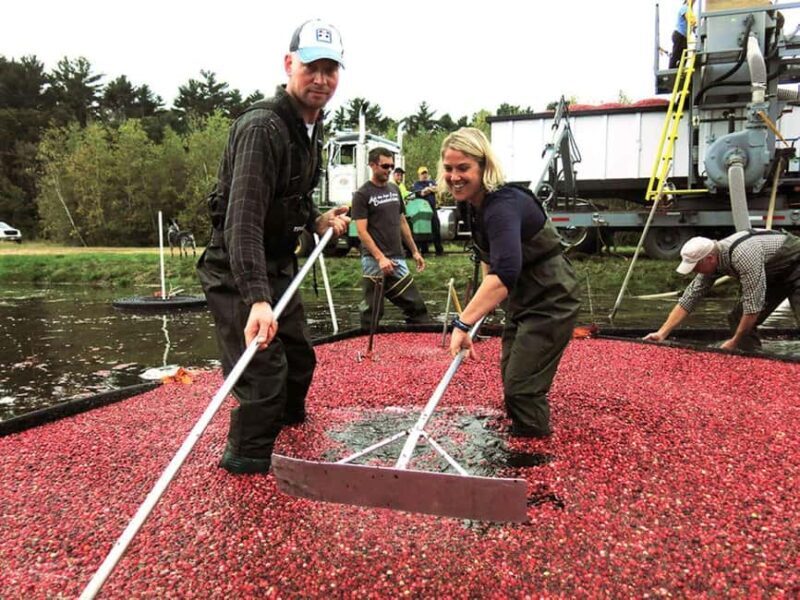 Become A Cranberry Bogger for a Day Experience - What to Bring and What Not to Expect