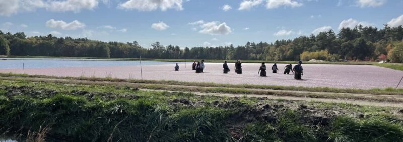 Become A Cranberry Bogger for a Day Experience - Final Thoughts