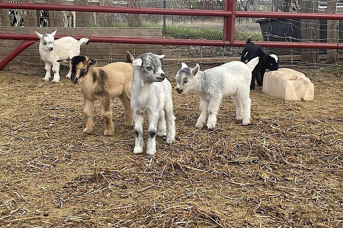 Become a Ranch Hand for a Day in Fredericksburg - The Practicalities: What You Need to Know