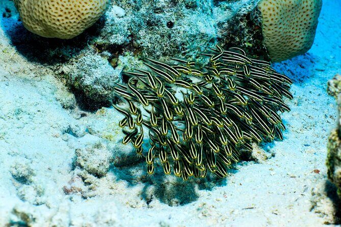 Beginner Scuba Dive 2 diving Stops & Lunch Boat Trip - El Quseir - The Sum Up: Is This Tour Worth It?